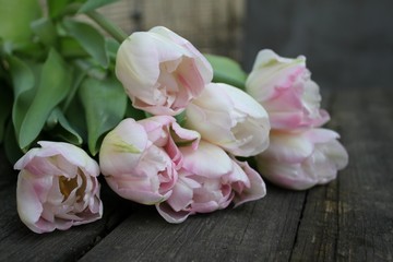Beautiful delicate soft pink fresh natural bouquet of spring tulip macro