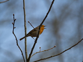 Rotkehlchen lauthals singend