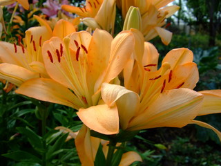 Yellow lilies. Lush flowers. Sunny summer.