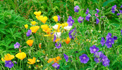 Beautiful and vibrantly colorful Flower Portraits and interesting and unusual gardens.
