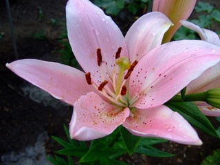 Pink lilies. Lush flowers. Sunny summer.