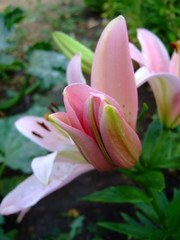Pink lilies. Lush blooms. Sunny summer.