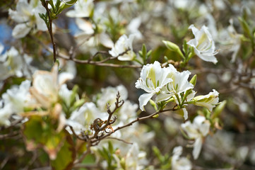 Bauhinia blakeana, Orchid Tree.