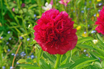 Beautiful and vibrantly colorful Flower Portraits and interesting and unusual gardens.