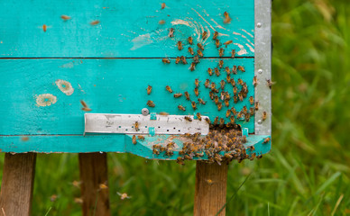 after hibernation bees fly out of hives