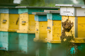 bees swarming near the entrance to the hive