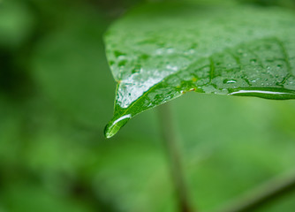 The raindrop on a branch in forest