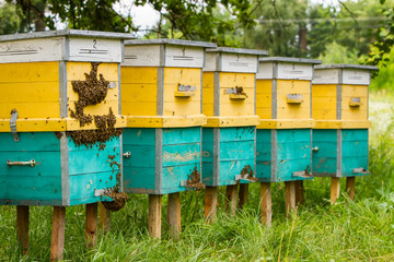 after hibernation bees fly out of hives