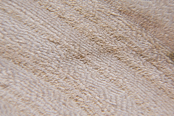 Wood texture, wood background. Tree cut close-up, macro shot
