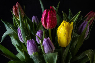 Fototapeta premium Bouquet of multicolored tulip in drops of water on a dark background