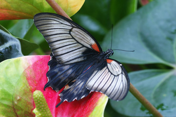 Big white, black butterfly on the flower, insect in the nature