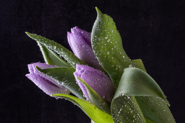 Lilac tulips in water drops on a dark background