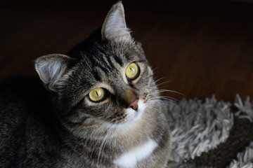 Portrait of a gray striped mongrel cat with green eyes