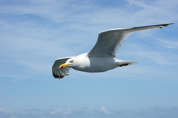 Seagull in the air over the Sea, Flying animal