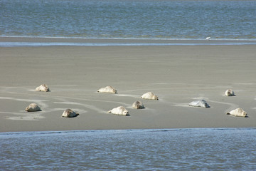 View of harbor seal family on the sand bank, North sea 