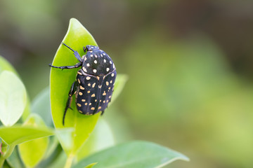 Protaetia nevioguttata (Janson, 1876) on green leaf over blur green background