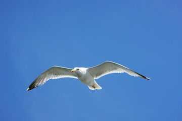 Seagull in the air over the Sea, Flying animal