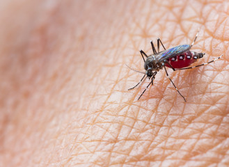 Obraz premium Aedes aegypti or yellow fever mosquito sucking blood on skin,Macro close up show markings on its legs and a marking in the form of a lyre on the upper surface of its thorax