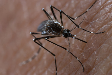 Aedes aegypti or yellow fever mosquito sucking blood on skin,Macro close up show markings on its legs and a marking in the form of a lyre on the upper surface of its thorax