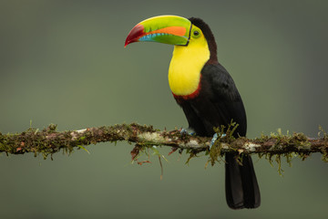 Keel-billed toucan in the wild