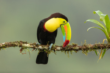 Keel-billed toucan in the wild