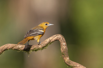 Baltimore oriole in the wild