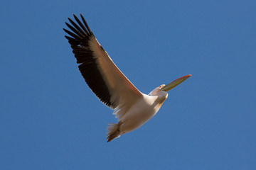 Roze pelikaan in een helder blauwe lucht