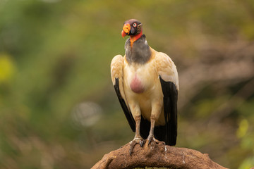 King vulture in the wild