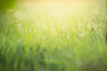 Close up beautiful view of nature green grass on blurred greenery tree background with sunlight in public garden park. It is landscape ecology and copy space for wallpaper and backdrop.