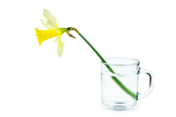 Yellow-white daffodil in glass cup