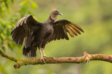 Black vulture in the wild