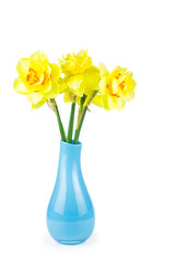 Yellow daffodils in blue ceramic vase