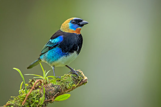 Golden-hooded tanager in the wild