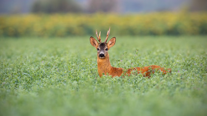 Naklejka na ściany i meble Roe deer, capreolus capreolus, buck in tall clover wet from dew. Wild animal in nature early in the morning. Mammal on agricultural field with space for copy.