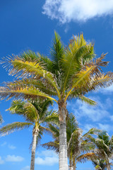 palmier vertical