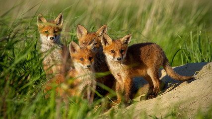 Naklejka na ściany i meble Red fox, vulpes vulpes, small young cubs near den curiously staring towards camera. Cute little wild predators in natural environment. Animal siblings in wilderness.