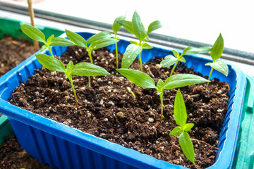 young  plant in a pot