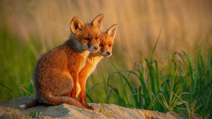 Red fox, vulpes vulpes, little cubs near den sitting close together. Cute little wild predators in...