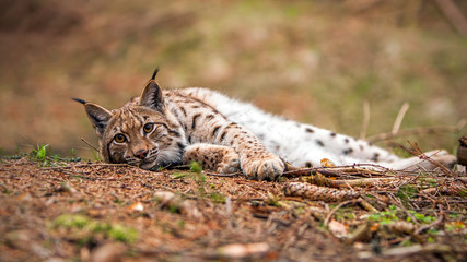 Obraz premium Eurasian lynx, lynx lynx, laying on the ground in autumn forest with blurred background. Endangered mammal predator in natural environment. Wildlife scenery from nature.