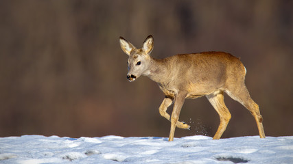 Young roe deer, capreolus capreolus, buck in winter walking on snow. Wild animal in nature during wintertime searching for food. Mammal in cold weather with copy space.