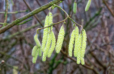 Pussy Willow.