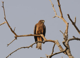 Falcon on tree