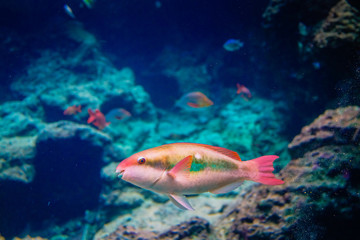 Naklejka na ściany i meble A smiling tropical fish