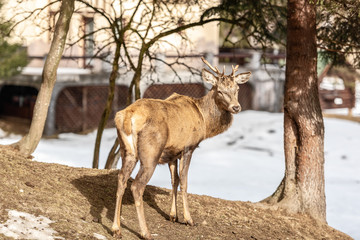 Peaceful deer resting under a tree in winter time, cold winter day