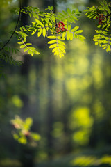 The berries of the rowan tree in the forest. Photo with selective focus and beautiful bokeh background.