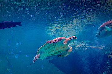 Aquarium Turtles