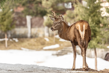 Fototapeta premium Peaceful deer resting under a tree in winter time, cold winter day