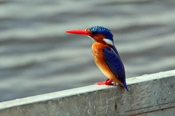 Malachite kingfisher on Lake Victoria