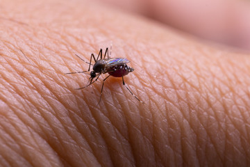 Aedes aegypti or yellow fever mosquito sucking blood on skin,Macro close up show markings on its legs and a marking in the form of a lyre on the upper surface of its thorax