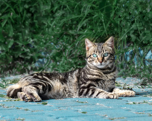 Portrait of a beautiful gray striped fluffy kitten with blue eyes, lying against a green bush and looking into the camera